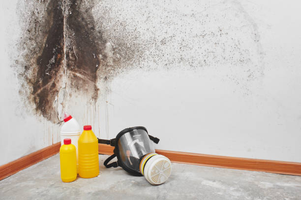 Best Mold Damage Repair  in Sealy, TX