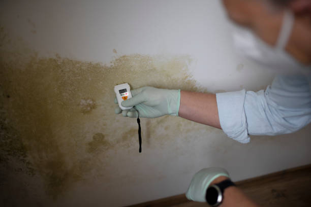 Best Fast Mold Removal  in Sealy, TX