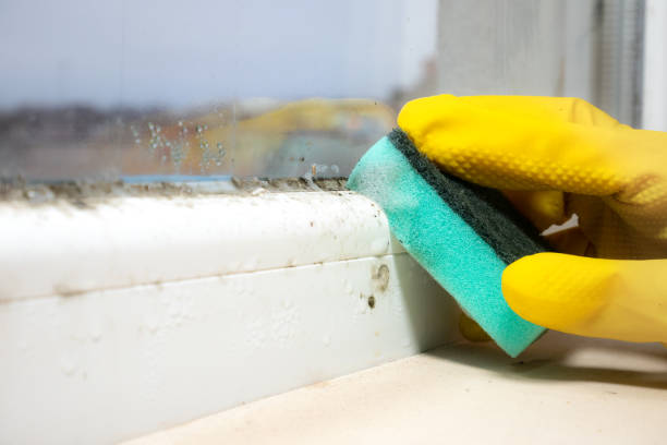Best Residential Mold Removal  in Sealy, TX