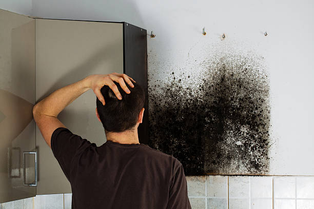 Best Mold Cleaning Services  in Sealy, TX