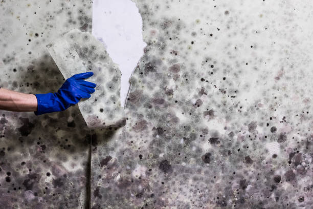 Professional Mold Removal in Sealy, TX