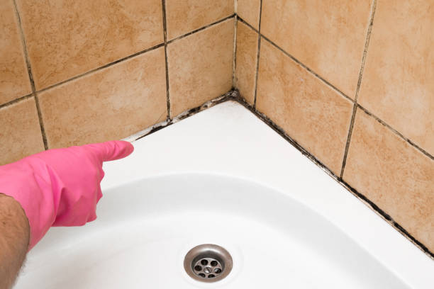 Best Attic Mold Removal  in Sealy, TX